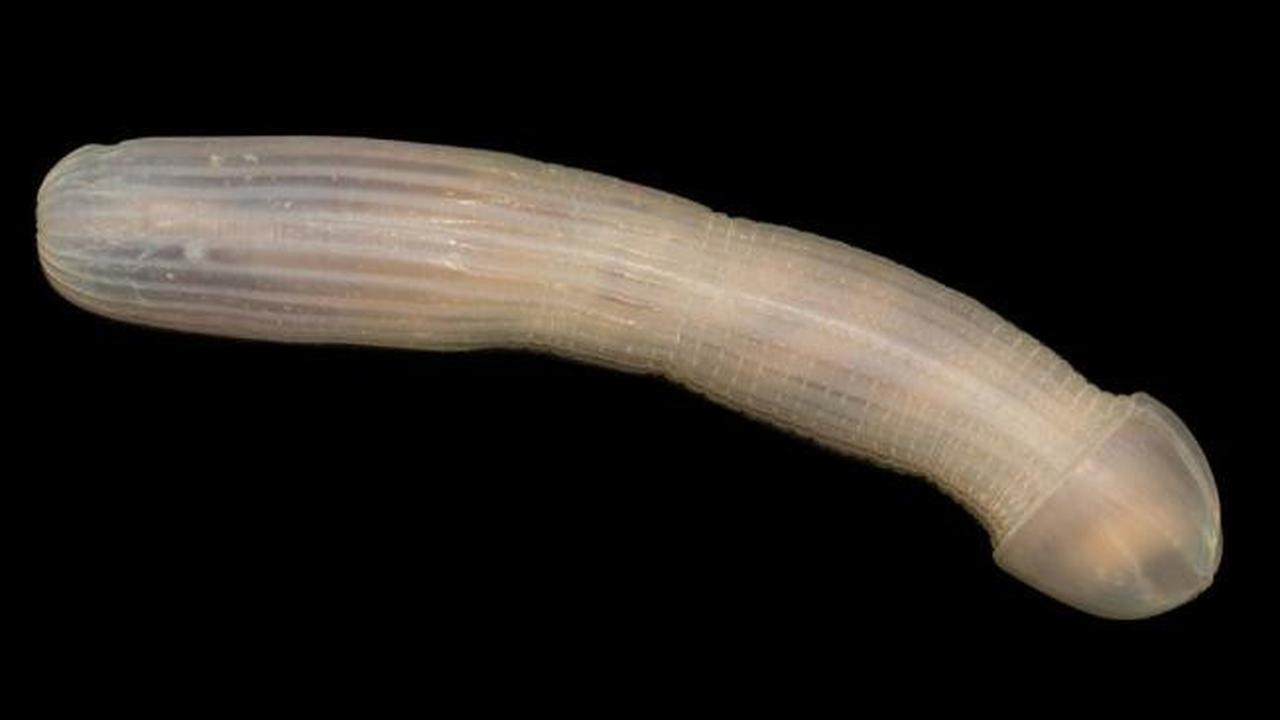 Floating Penis atau penis mengambang, makhluk yang ditemukan di laut dalam Australia. (Rob Zugaro/CSIRO/Museums Victoria)