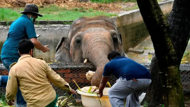 Gajah paling kesepian di dunia