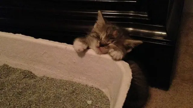 8 Potret Ini Buktikan Kucing Bisa Tidur di Mana Saja