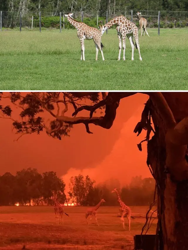 kebakaran hutan australia