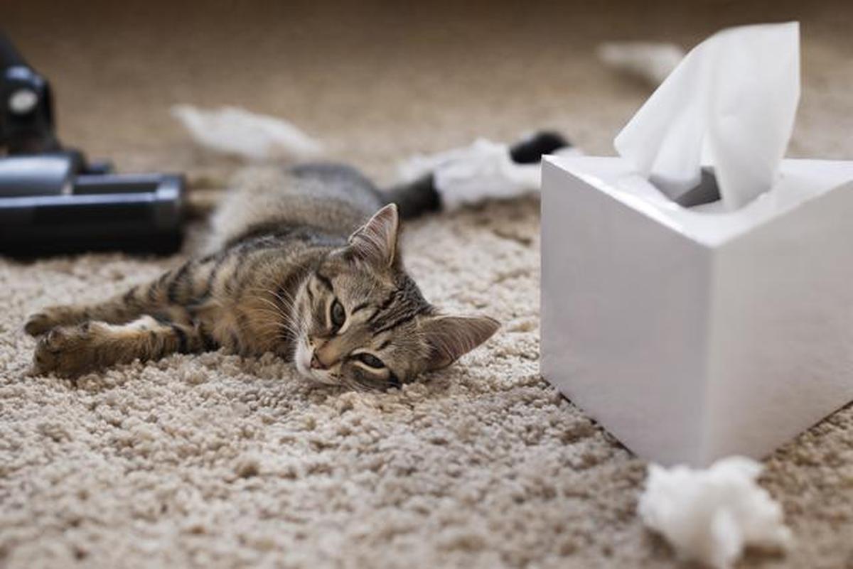 Cara Cepat Mengatasi Bau Pipis Kucing saat Kepepet, Kebersihan Rumah Terjaga