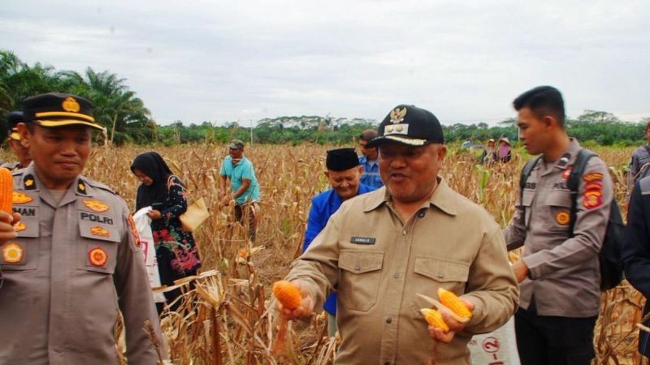 Pemkab Berau Gandeng Lintas Sektor Dongkrak Produksi Jagung Berau, Target Swasembada Pangan