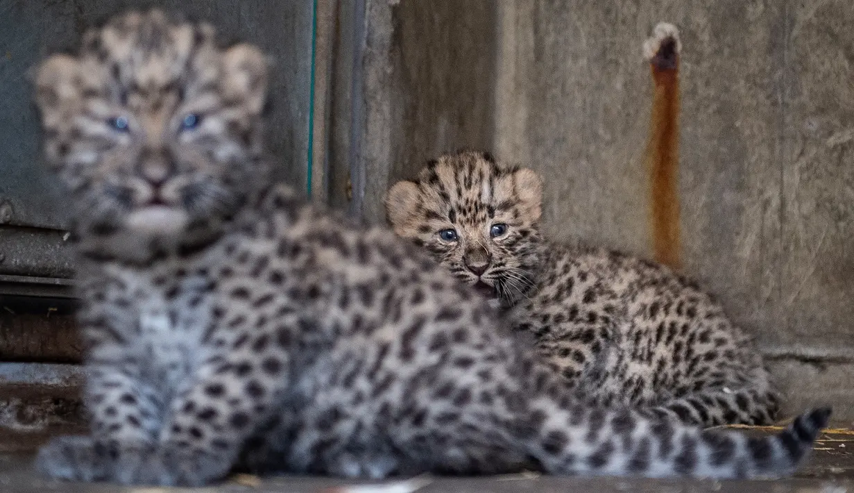 Bayi macan tutul terlihat di kandangnya, Kebun Binatang Kopenhagen, Denmark pada 10 Juli 2019. Kebun binatang ini baru memperkenalkan anak macan tutul yang lahir pada 10 Juni bulan lalu. (Photo by Liselotte Sabroe / Ritzau Scanpix / AFP)