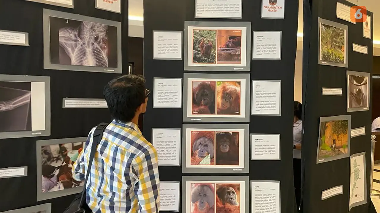 Orangutan Haven