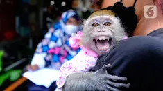Warga membawa seekor kera saat mengikuti program Vasinasi Rabies Gratis bagi Hewan Penular Rabies (HPR) di Kantor kelurahan Jati Padang, Jakarta Selatan, Rabu (31/8/20222).  Program vaksinasi gratis yang diadakan oleh Suku Dinas Ketahanan Pangan Kelautan dan Pertanian Kota Jakarta Selatan ini bertujuan mencegah penyebaran rabies sekaligus memberikan perlindungan kepada manusia dari dampak gigitan. (merdeka.com/Arie Basuki)