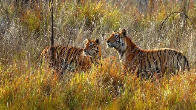Ilustrasi harimau di India