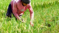 Gagal Panen, Petani Ini Jual Anaknya