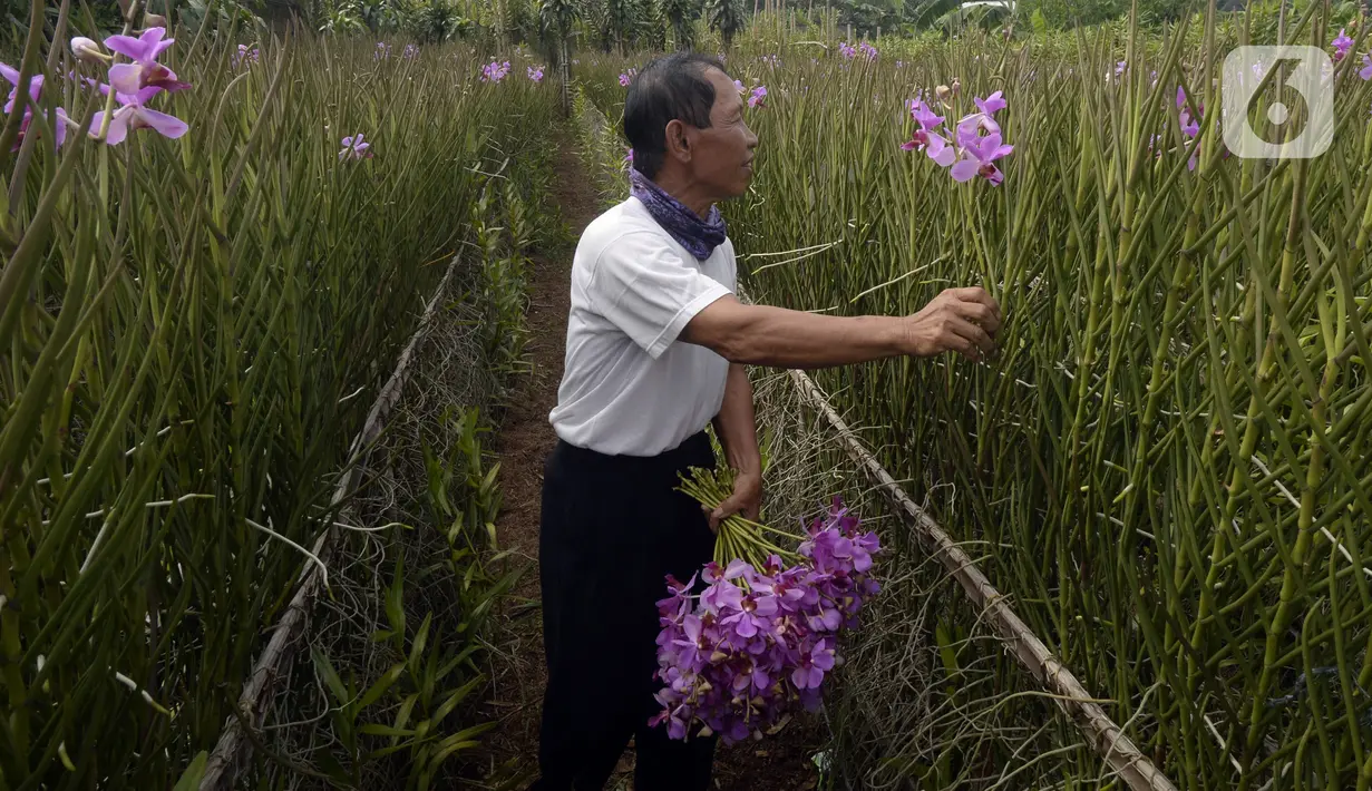 Pekerja mengumpulkan bunga anggrek Vanda Douglas usai dipetik di Kota Tangerang Selatan, Banten, Jumat (4/12/2020). Jelang Natal dan Tahun Baru pada masa pandemi COVID-19, permintaan bunga anggrek Vanda Douglas mulai meningkat. (merdeka.com/Dwi Narwoko)