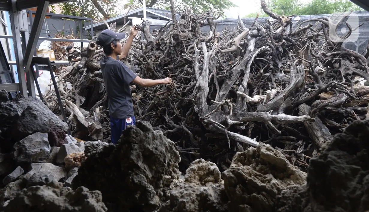 Pekerja memilih kayu saat menyelesaikan pembuatan aquascape air tawar di Nickz Aquascape, Serpong, Tangerang Selatan, Banten, Selasa (20/10/2020). Aquascape yang tersedia dalam berbagai ukuran tersebut dijual dengan harga Rp 8,5 juta hingga Rp 350 juta. (merdeka.com/Dwi Narwoko)