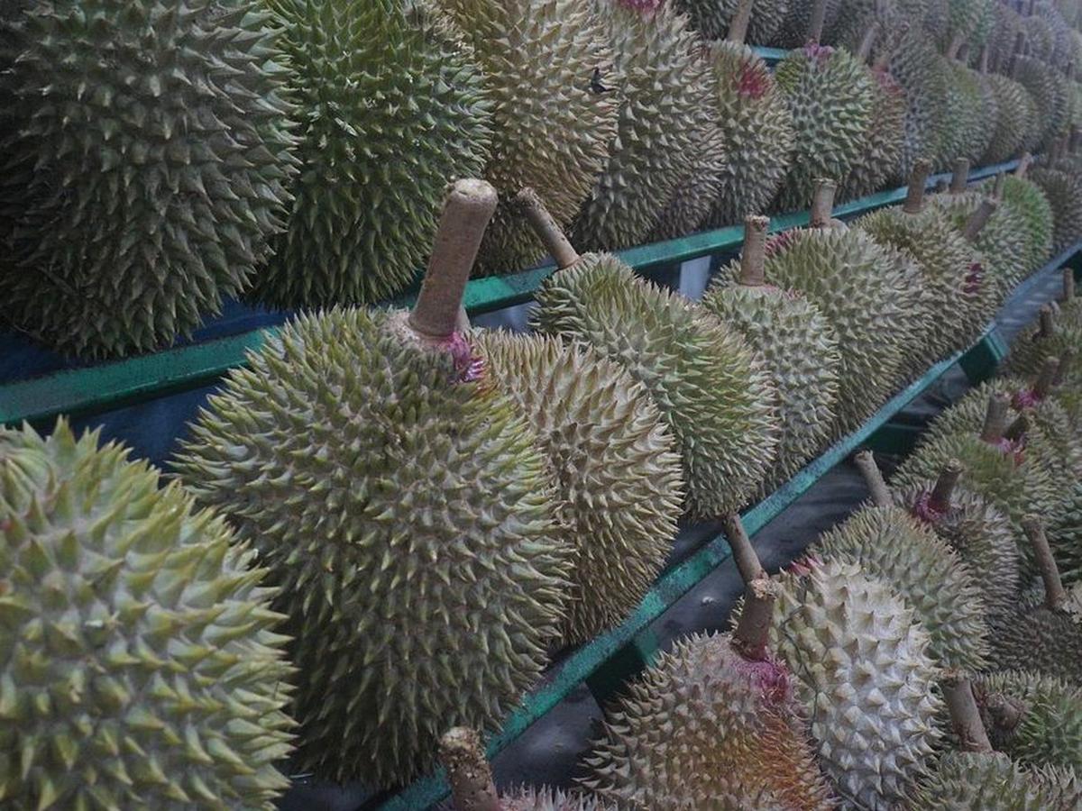 Kapan Anak Boleh Makan Durian