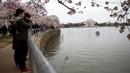 Warga terlihat mengabadikan gambar saat menikmati musim semi bunga sakura di Washington DC, AS (26/3). Selain Jepang, Washington memiliki kebun bunga sakura yang bersemi akhir Maret hingga Juni. (AFP Photo / Zach Gibson)