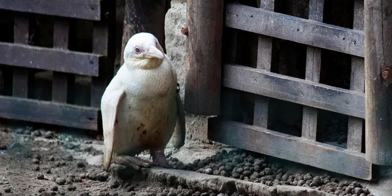 Penguin Albino