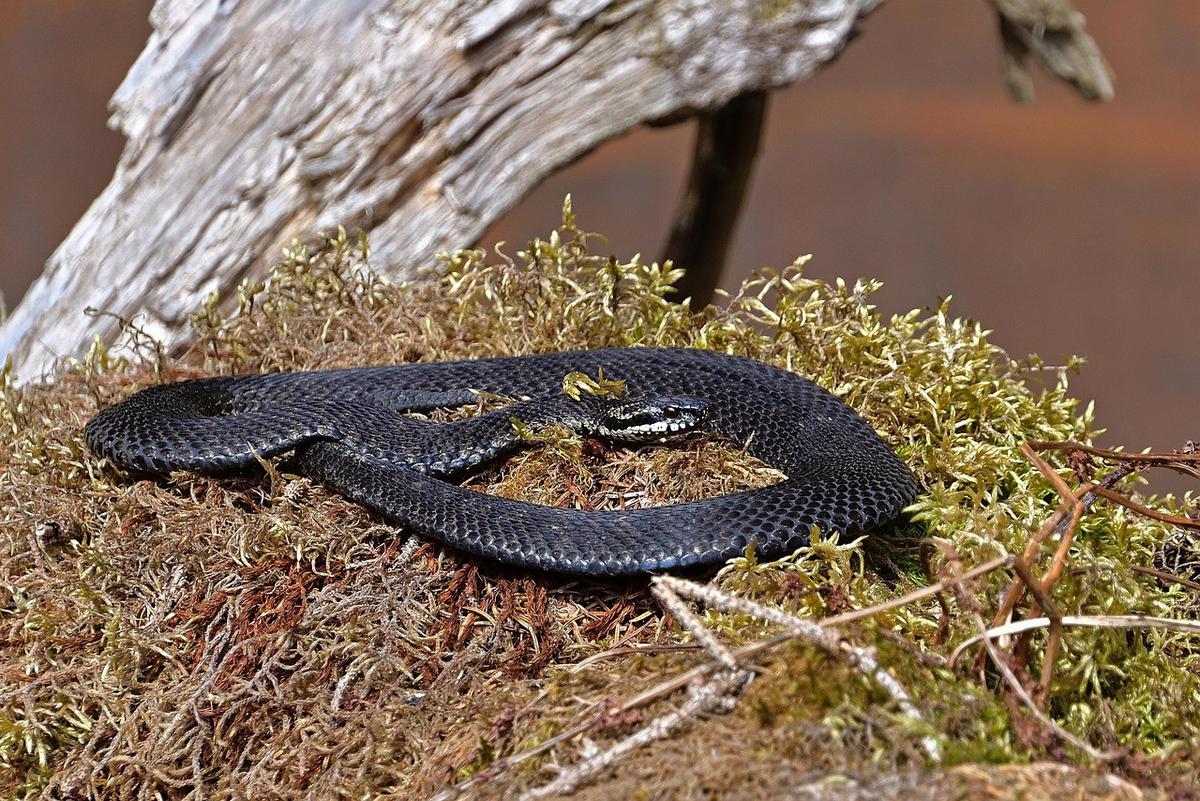 Grass Snake Reptile