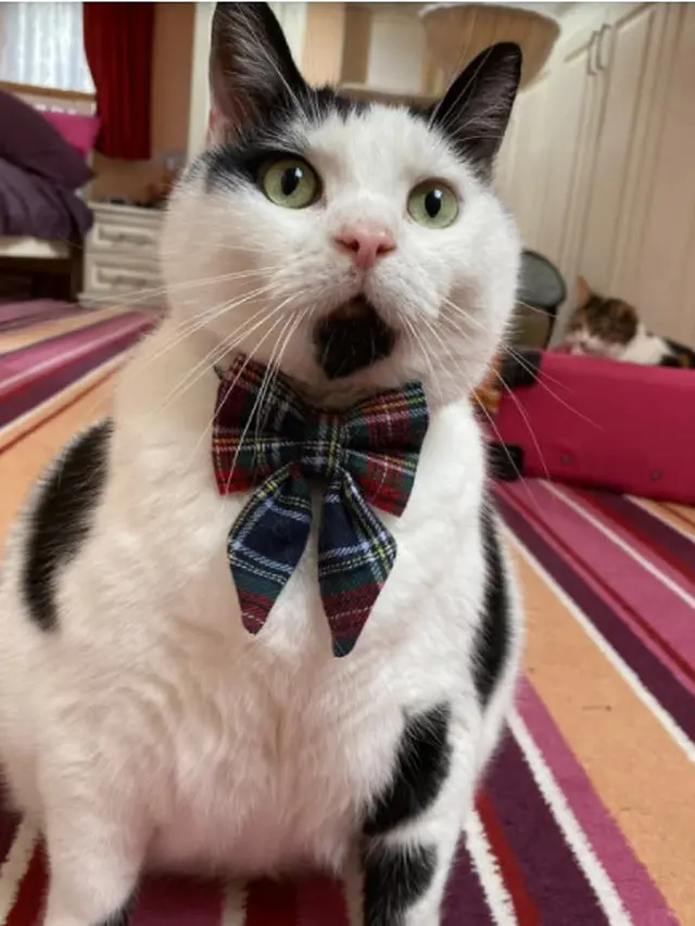 Punya Kucing Rakus, Wanita Ini Terpaksa Kunci Lemari Agar Makanannya Tak Dicuri