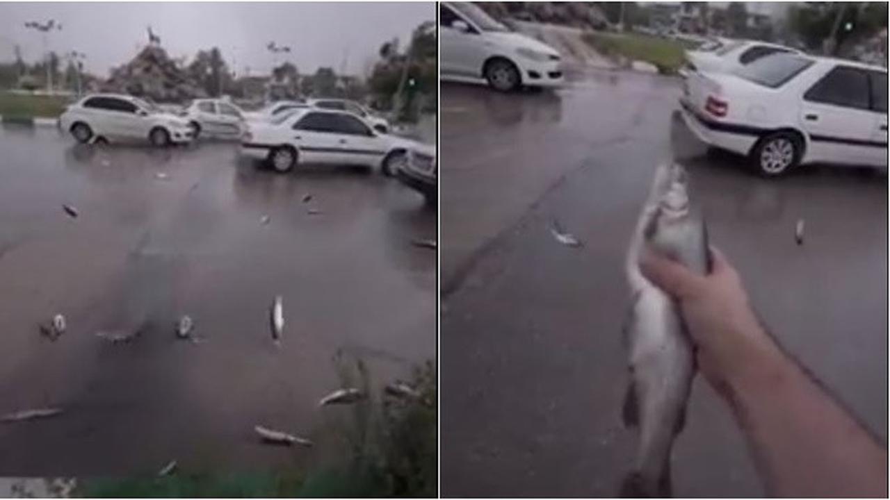 Viral Ikan Jatuh dari Langit di Tengah Hujan Lebat, Ini Penyebabnya