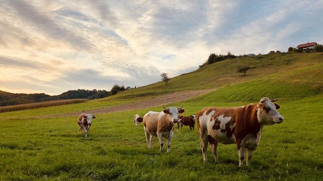 Ilustrasi peternakan sapi