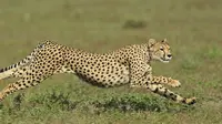 Cheetah | Foto : Istimewa 