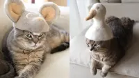 Potret Hiasan Topi dari Bulu Kucing Rontok Ini Menggemaskan (Sumber: designyoutrust)