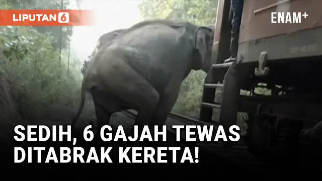 Enam gajah liar, termasuk empat bayi gajah, tewas dalam kecelakaan tragis saat sebuah kereta penumpang menabrak kawanan mereka di dekat Taman Nasional Minneriya, Sri Lanka.