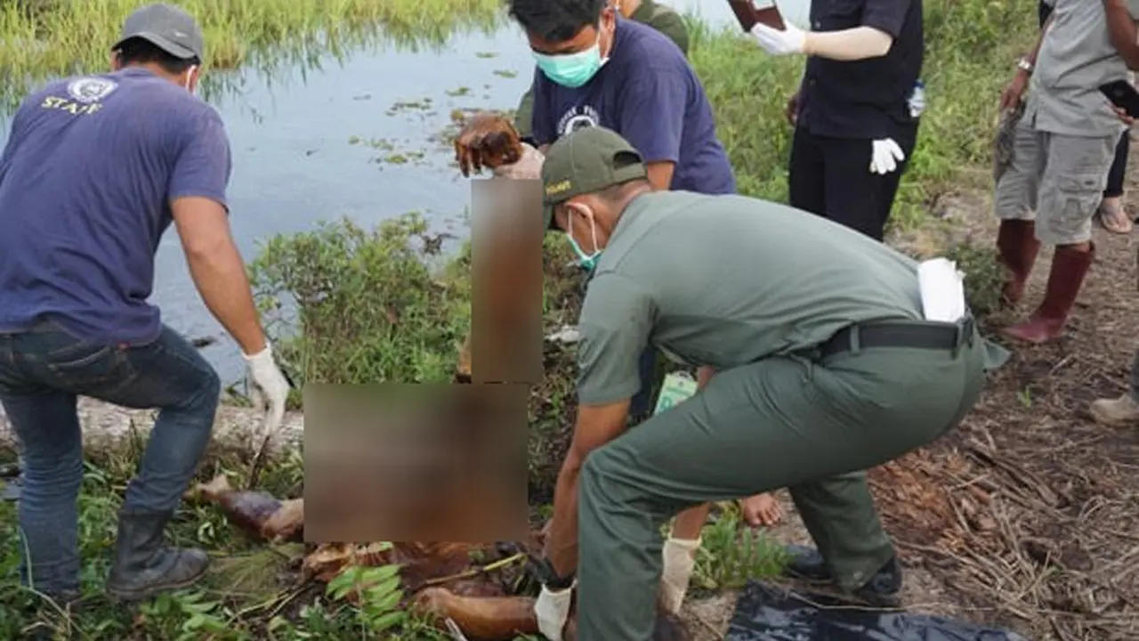 Orangutan dibunuh