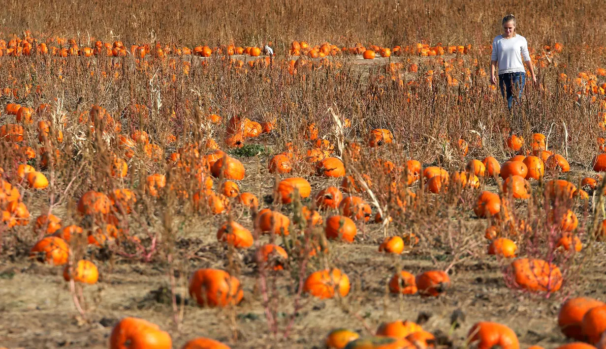 Seorang wanita berjalan mencari labu untuk perayaan hari Halloween di ladang Rock Creek Farm di Broomfield, Colorado, (27/10). Hari Halloween dirayakan setiap tahun pada tanggal 31 Oktober. (REUTERS/Rick Wilking)