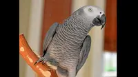 Burung beo jenis African Grey. (Daily Breeze)