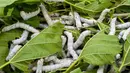 Gambar yang diambil pada 27 Oktober 2021 ini menunjukkan ulat sutra memakan daun murbei di peternakan ulat sutra di sebuah stasiun penelitian pertanian di Miaoli, Taiwan. Para ilmuwan di Taiwan mengembangkan makanan kucing dari bahan dasar yang agak tidak biasa - kepompong ulat sutra. (Sam Yeh/AFP)