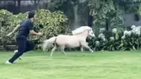 Kuda poni balapan lari dengan pemiliknya (Screenshot of Instagram/@sakshisingh_r)