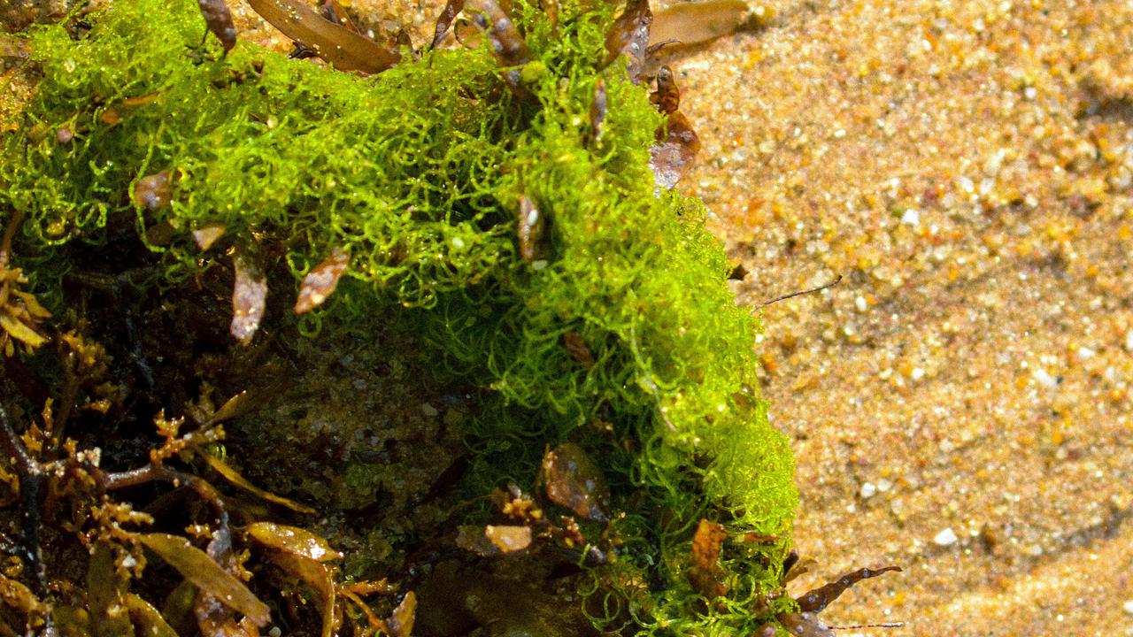 10 Manfaat Sea Moss untuk Kesehatan, Dukung Sistem Kekebalan Tubuh