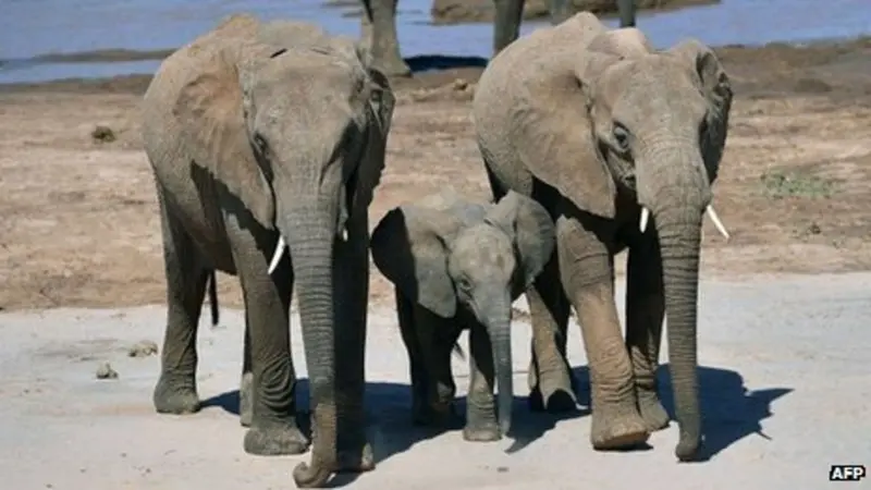 Gajah di Afrika. (AFP)