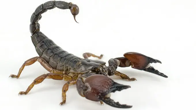 Foto: copyright thinkstockphotos.com