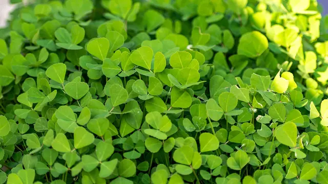 Cara Atasi Kadar Gula Darah Tinggi dengan Rebusan Daun Alami