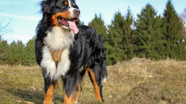 Bernese Mountain Dog