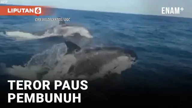 Paus pembunuh atau orca meneror kapal-kapal di lepas pantai Spanyol. Kelompok orca tak hanya berenang dekat habitat manusia, tapi juga menyundul kapal dan mengakibatkan kerusakan. Apa penyebab agresivitas hewan yang terkenal lembut ini dan akankah me...