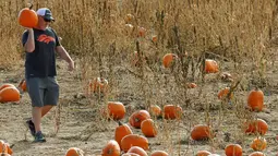Seorang pria membawa labu untuk perayaan hari Halloween mendatang di pick sendiri Rock Creek Pertanian di Broomfield, Colorado, (27/10). Hari Halloween dirayakan setiap tahun pada tanggal 31 Oktober. (REUTERS/Rick Wilking)