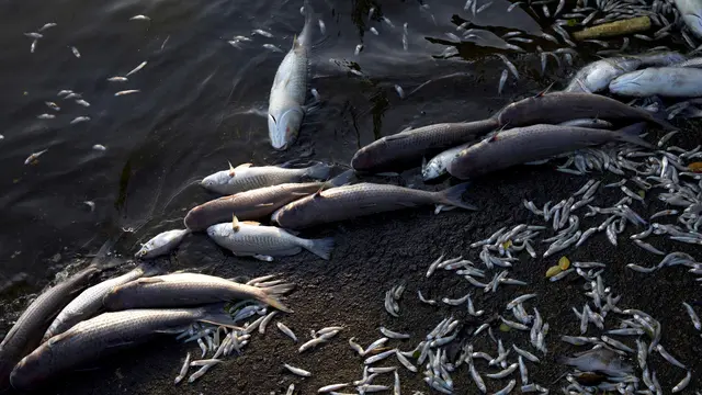 Ribuan Ikan Mati di Rio de Janeiro
