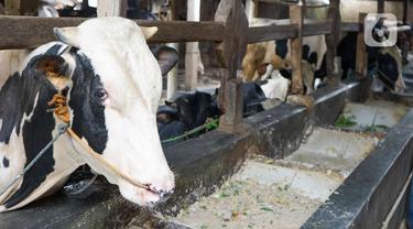 Produksi Susu Sapi Perah di Jakarta Tidak Terpengaruh PMK