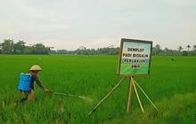 Uji Coba Varietas Biosalin Panen Perdana 16 Ton, Produktivitas Pertanian Naik dan Dukung Ketahanan Pangan