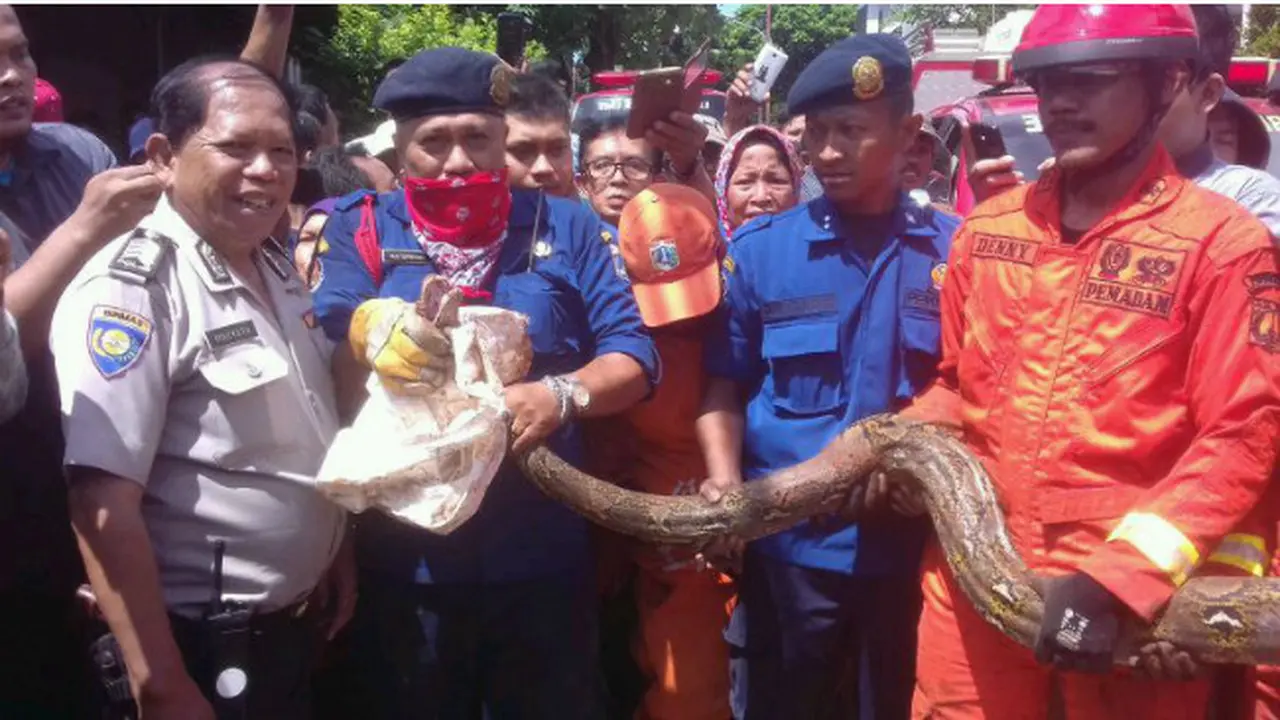 Ular Piton 4 Meter Lebih Gegerkan Warga Palmerah