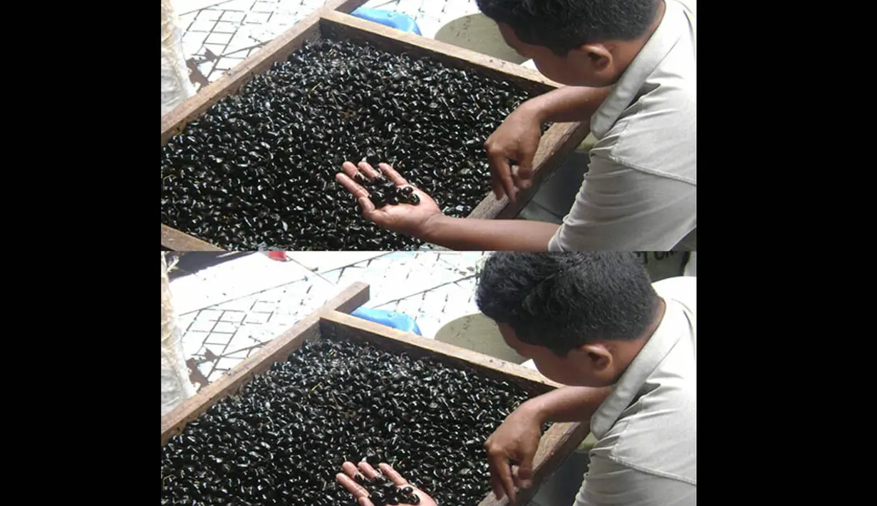Biji Maple memiliki khasiat untuk, demam, pusing, mati sebelah, kejang, encok dan maag serta di percaya dapat mengobati penyakit lupa. (Istimewa)