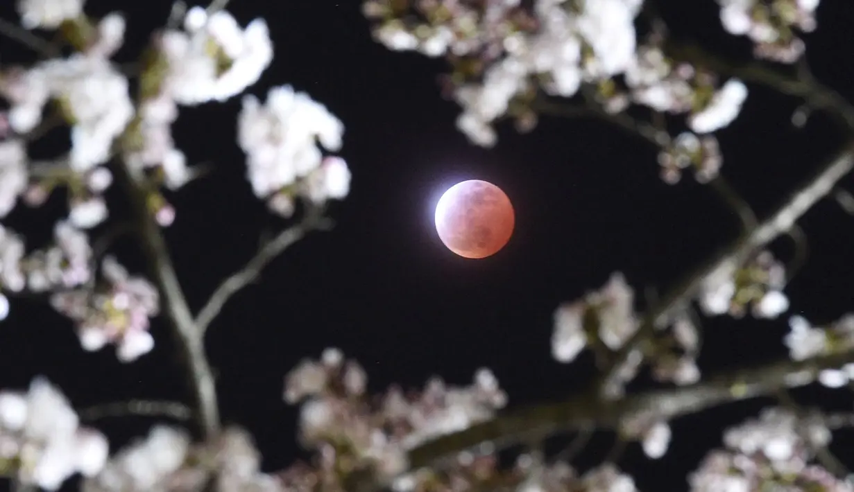 Gerhana bulan terlihat diantara bunga sakura yang tengah mekar di Shiraishi, Prefektur Miyagi, Jepang, Sabtu (4/4/2015). (REUTERS/Kyodo)