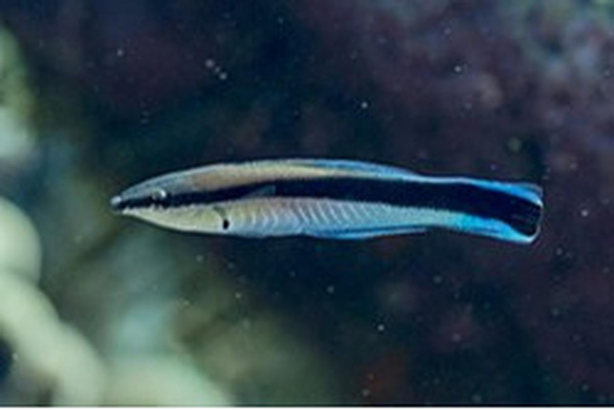 Ikan Dokter