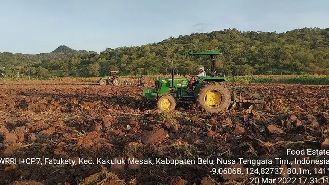 Dinas Pertanian Belu Bantah Food Estate Gagal, Faktanya Adalah Lahan Belum Ditanami