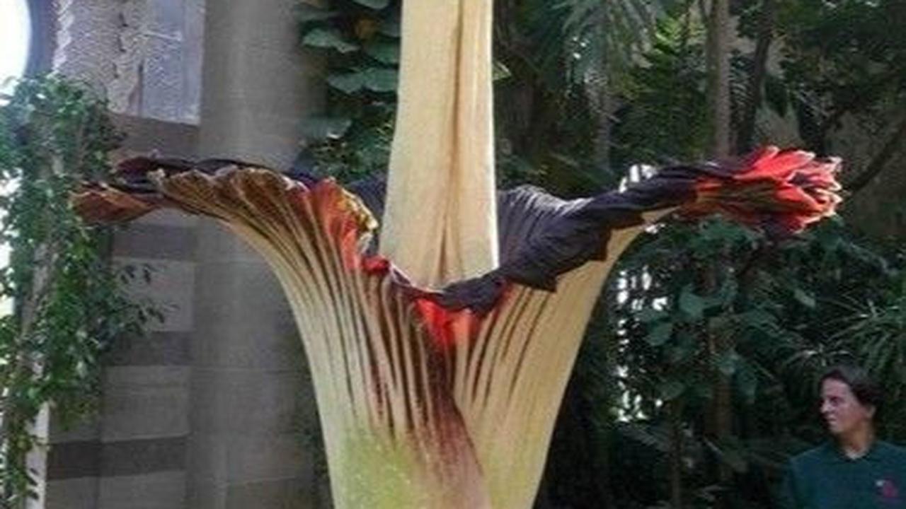 Titan Arum