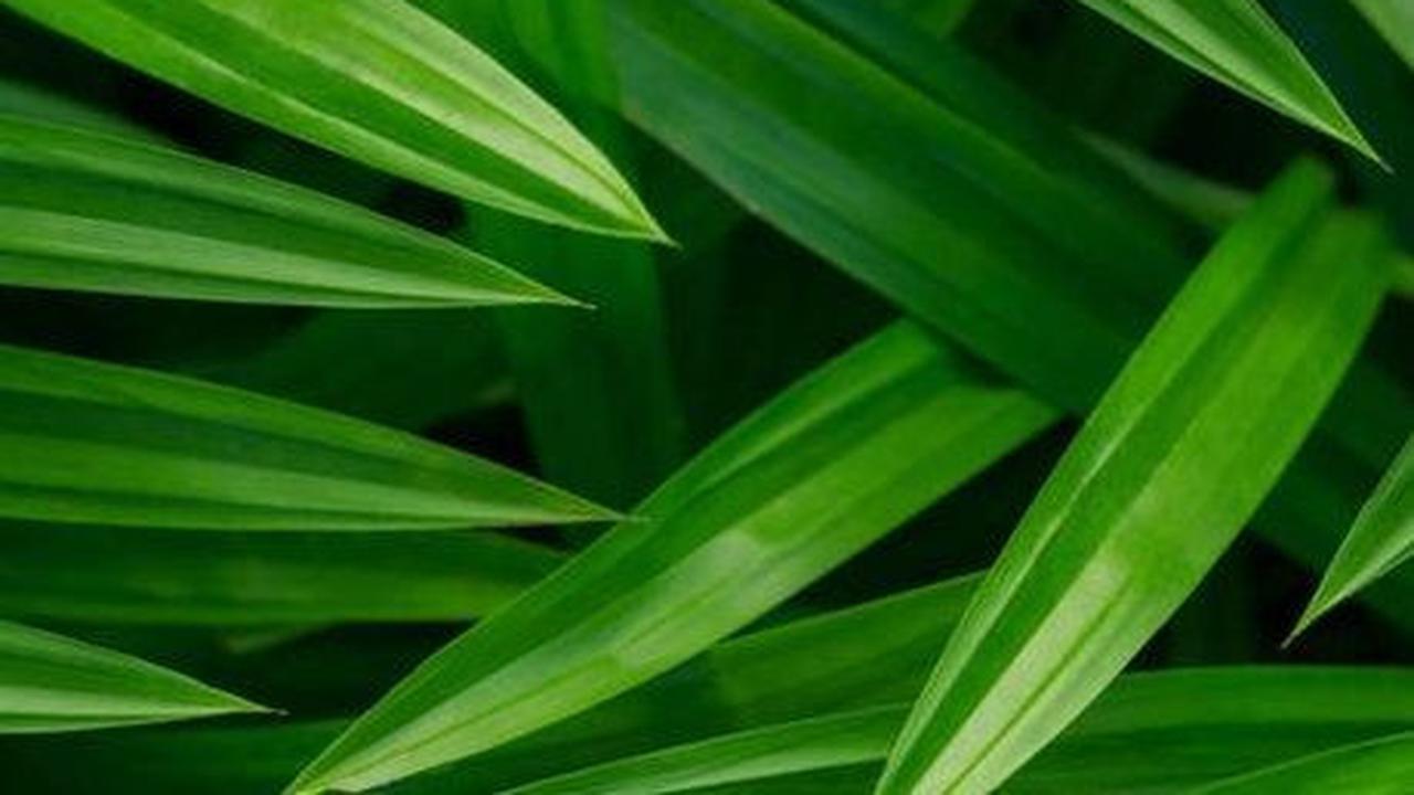 Rebusan Daun Pandan