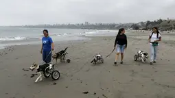 Sara Moran berjalan bersama sejumlah anjing yang lumpuh di kursi roda di Pescadores pantai  Chorrillos, Lima, (7/9/2015). Sara Moran memiliki tempat penampungan untuk anjing liar dan terluka akibat kecelakaan di Milagros Perrunos. ( REUTERS/Mariana Bazo)