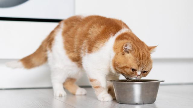 Cat Eating