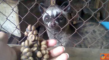 Citizen6, Semarang: Kopi luwak diyakini sebagai kopi termahal di dunia karena prosesnya yang sangat unik dan rumit. Seperti produksi kopi fermentasi luwak murni di lereng kelir wonokasihan, Kabupaten Semarang. (Pengirim: Afif Ahmadin)