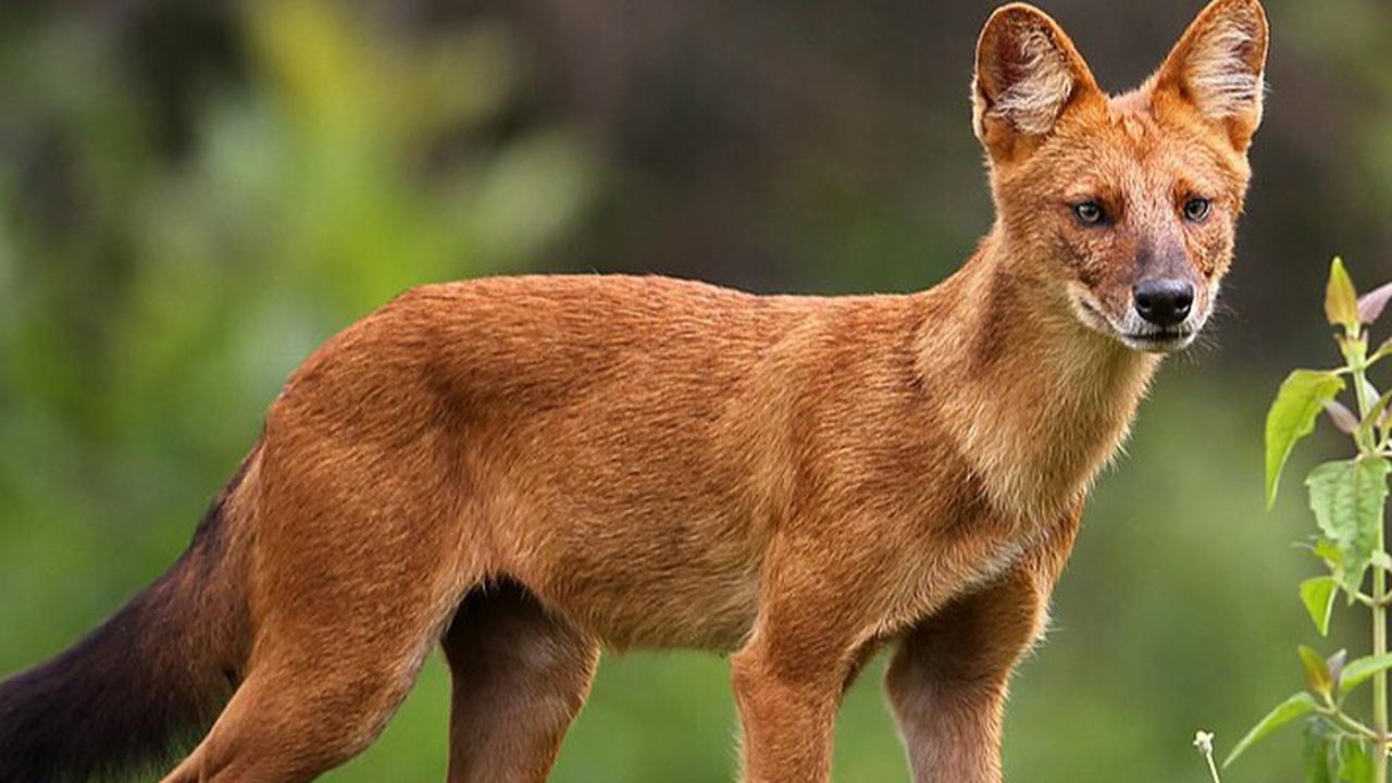 Mengenal Ajag, Anjing Hutan Asli Indonesia Punya Lolongan Panjang tapi Bukan Serigala