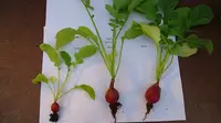 Di 'Tanah Mars', Sayuran Dapat Tumbuh dan Aman Dimakan 